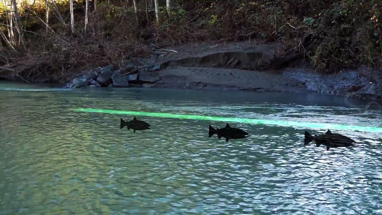 The Ultimate Guide to Steelhead Bank Fishing – Seams