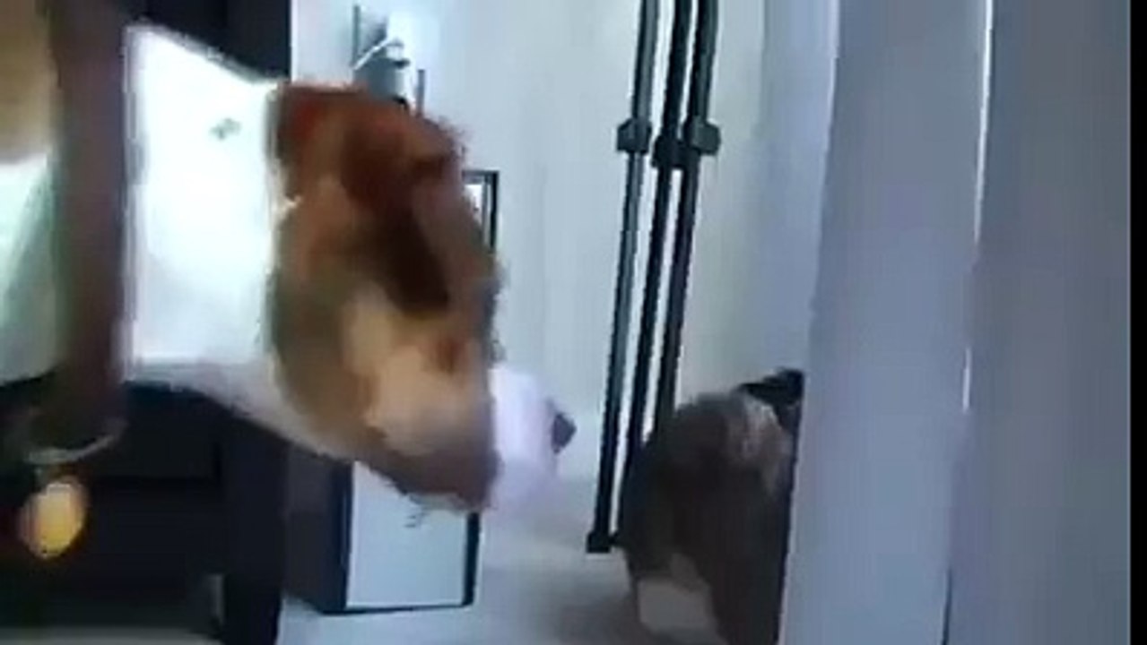Cat fights with a dog