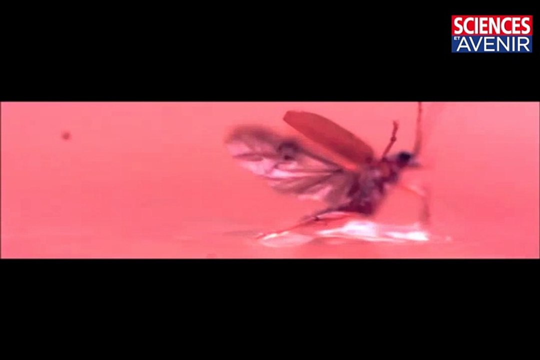 INSECTES. La galéruque, championne de ski nautique