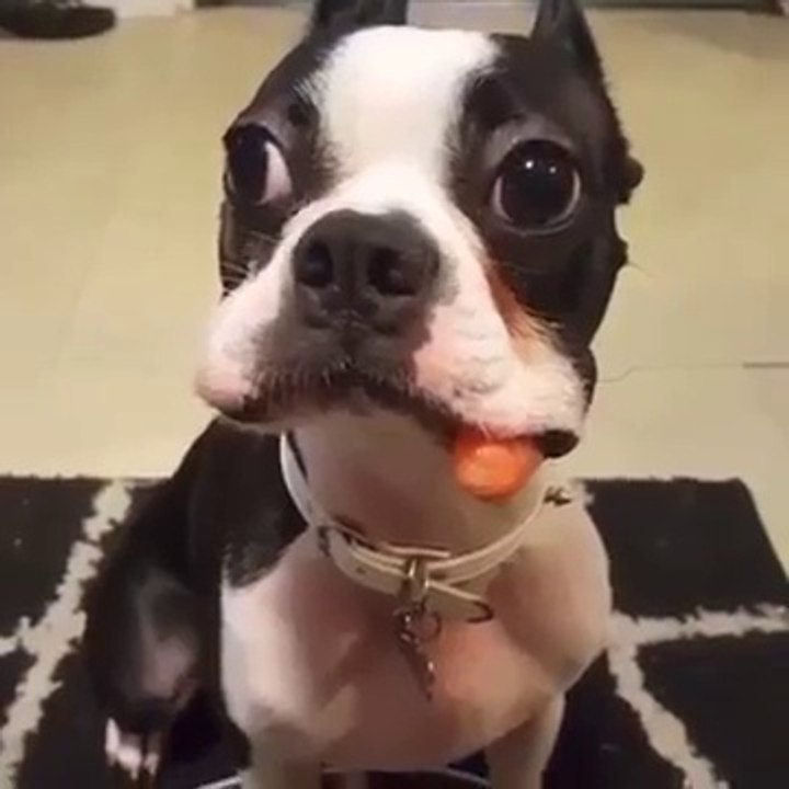 Un toutou vole une carotte