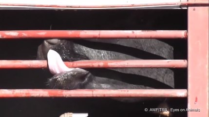 Quand nos vaches françaises agonisent à la frontière turque