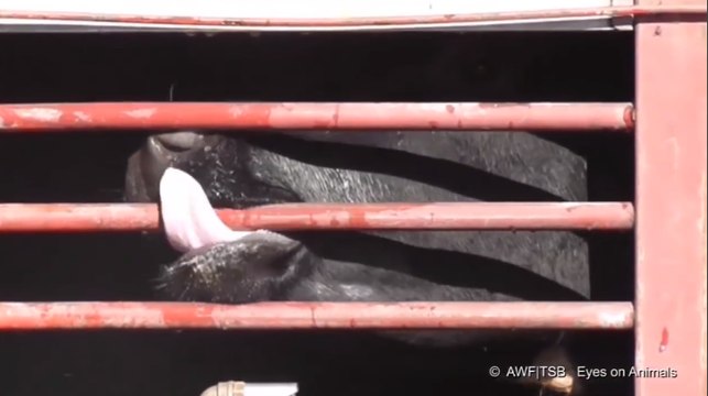 Quand nos vaches françaises agonisent à la frontière turque