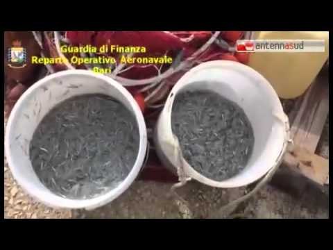 TGSRVmar22 taranto gdf sequestra bianchetto