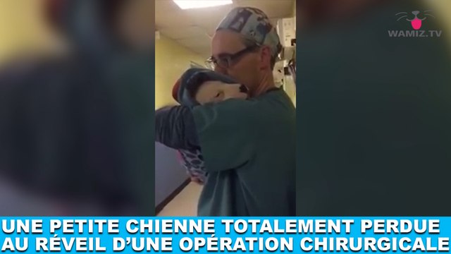 Une petite chienne totalement perdue au réveil d'une opération chirurgicale... À voir dans la minute chien #167