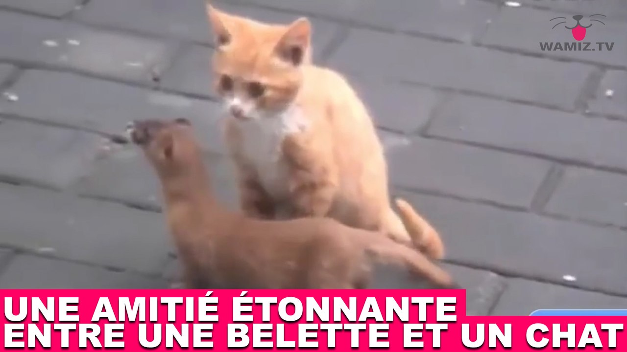 Une amitié étonnante entre une belette et un chat ! Découvrez-la dans la minute chat #166