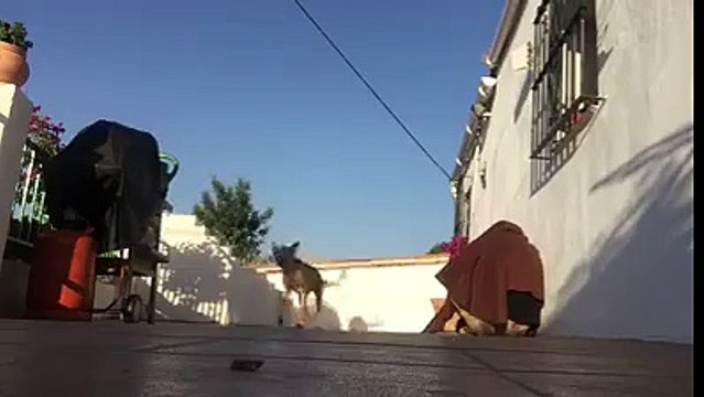 Ce maître fait une très belle surprise à son chien
