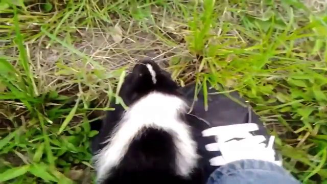 Un putois se laisse adopter par un homme. Magique