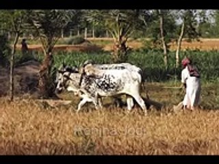 Punjabi Tappay Mahiye Sohniye Ni - Videos 4 You