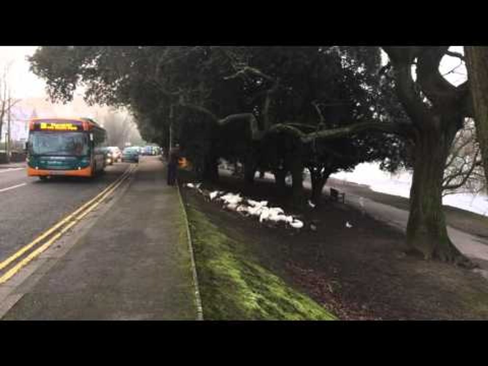 Hungry Ducks Surround Generous Man at Feeding Time