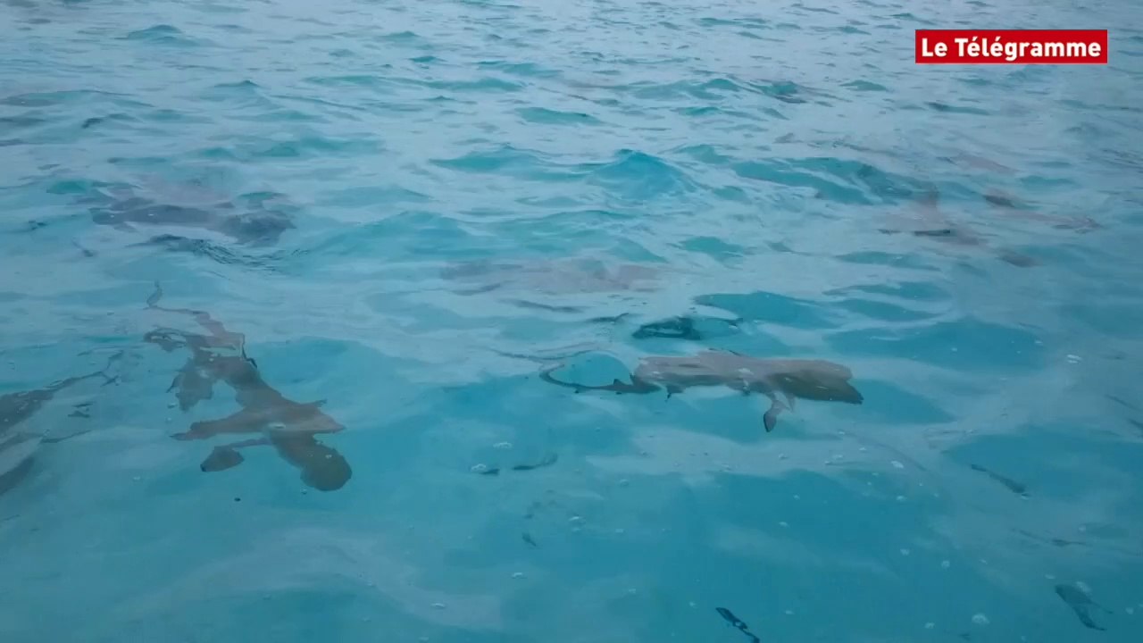 Le lagon de Moorea. Nager avec les raies et les requins