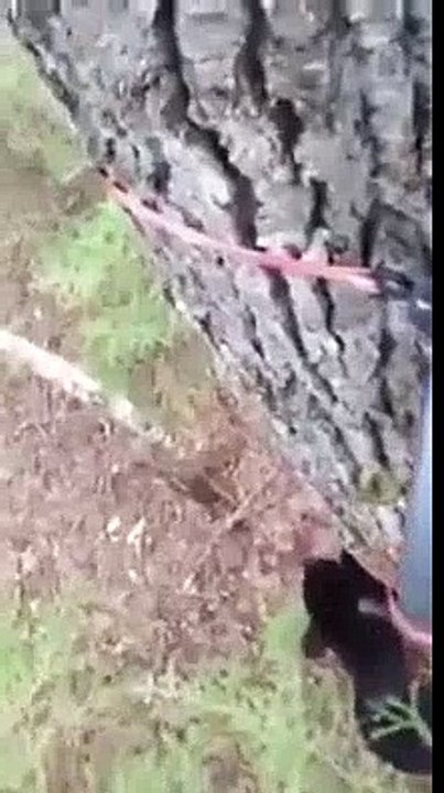 Crazy Face To Face With a Bear