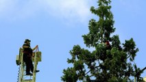 Seattle's ongoing 'Man in Tree' saga