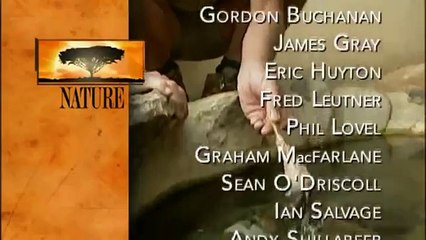 GIANT TORTOISE & TURTLES 2