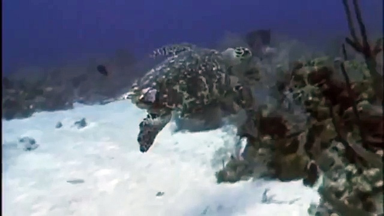 GIANT TORTOISE & TURTLES 3