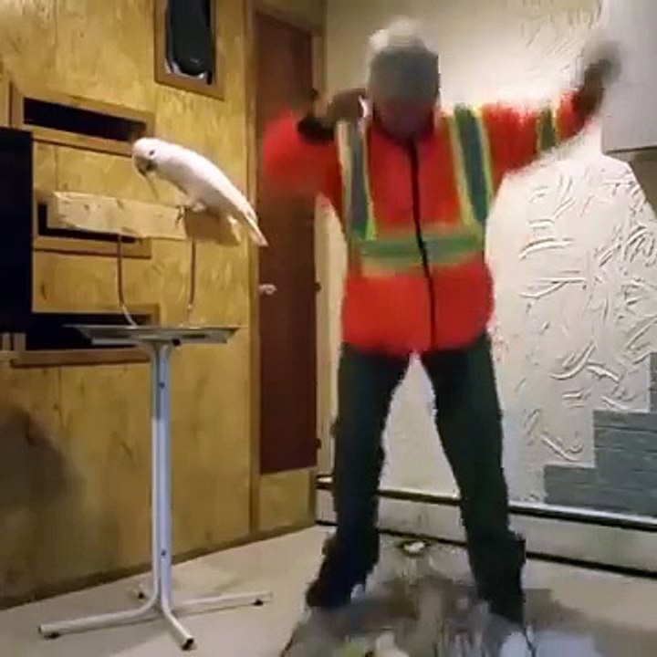 Parrot Goes Crazy For Destroying His Cage