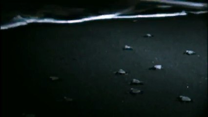 GIANT TORTOISE & TURTLES 15