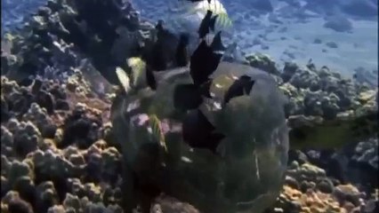 GIANT TORTOISE & TURTLES 23