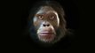 Les évolutions faciales de l'homme depuis sa descendance avec le singe.