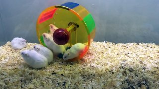 hamsters on wheel !!! Funny workout !!