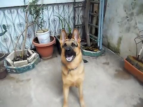 Dressage berger allemand, assis, couché, la patte, et abois.