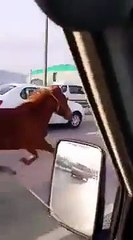 bursa'da otoyolda koşan yarış atı