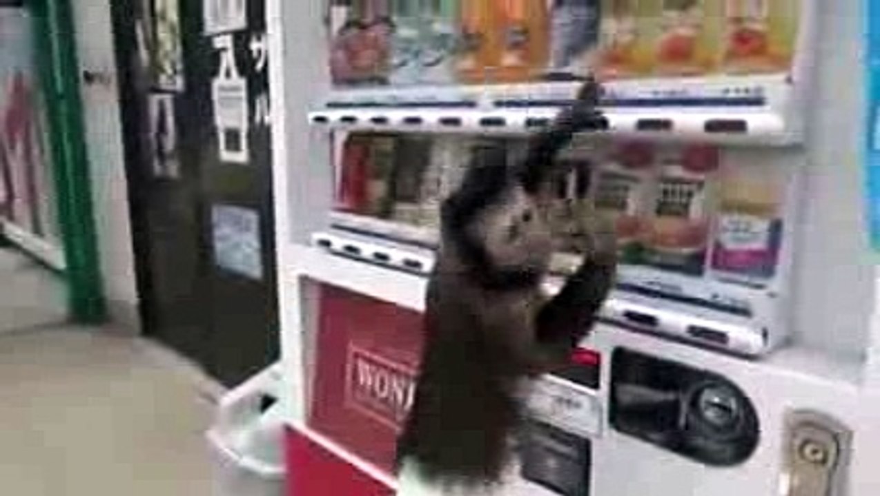 Clever_Monkey_Buys_A_Drink - Funny Videos