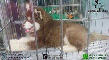 DOGS, Puppies ,Rude Plannet Kennel - RPK , Karachi, Lahore, Islamabad, Pakistan