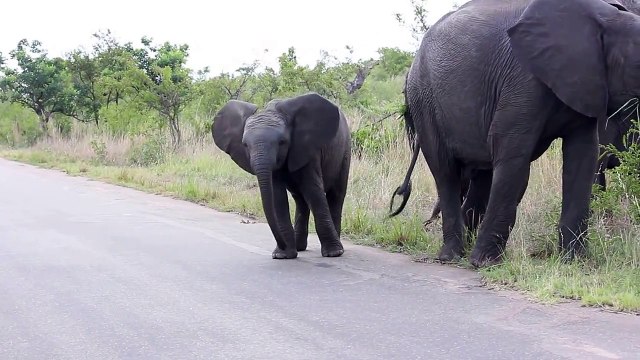 Un bébé éléphant n'est pas encore très à l'aise avec sa trompe