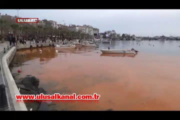 Balıklar yumurta bıraktı deniz kızıla boyandı