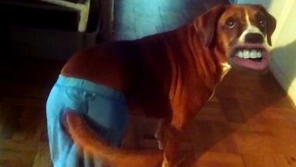 Télécharger la video: WOOF - Des chiens avec une bouche humaine !