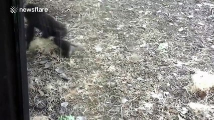 Adorable baby gorilla plays with ball of hay in zoo enclosure
