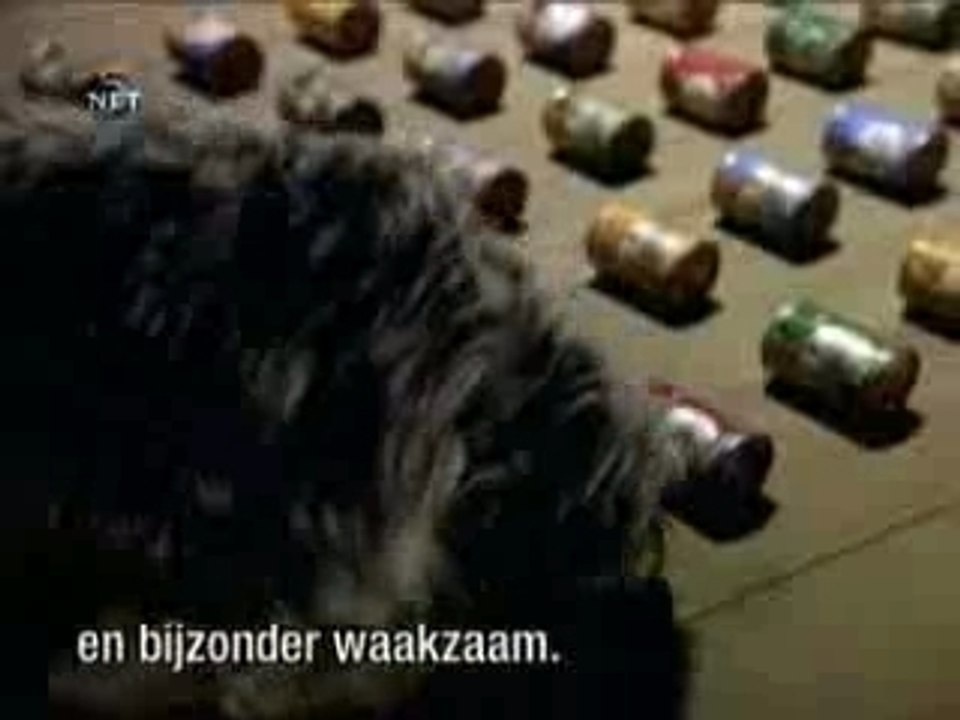 Animaux Sécurité