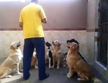 Dogs discipline intersting videos