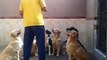 Dogs discipline intersting videos