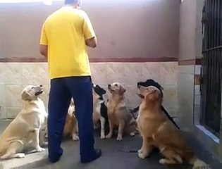 Dogs discipline intersting videos