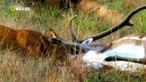 Muhteşem Yırtıcılar :  Katil İştahı  (Nat Geo Wild Türkçe Belgesel)