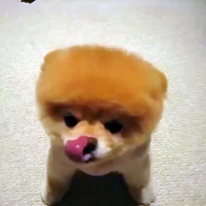Le chien Rockly !