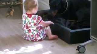 Best Of Funny Dogs Love Babies! Compilation 2016 Part 1! Собаки и Дети – Лучшие Друзья!