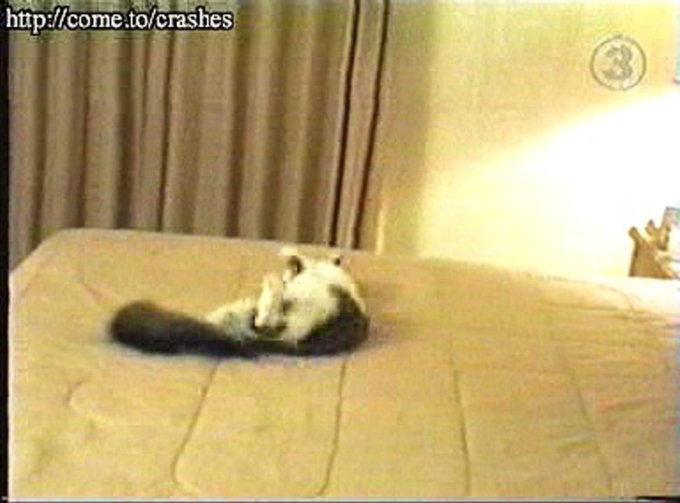 Comedy - Cat crashes into wall
