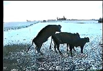 Comedy - cow humping falls over