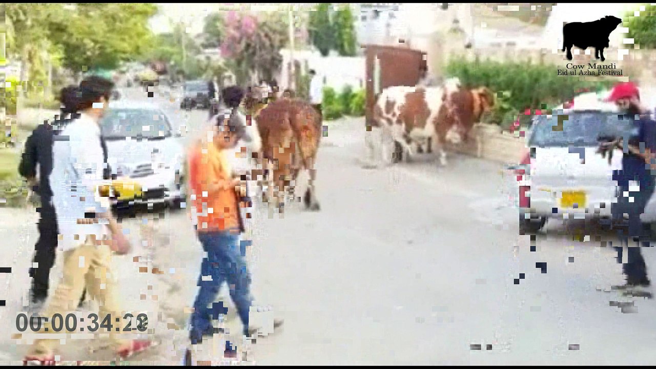 Masha Allah King of Pakistan from Fine Cattle - Eid 2015