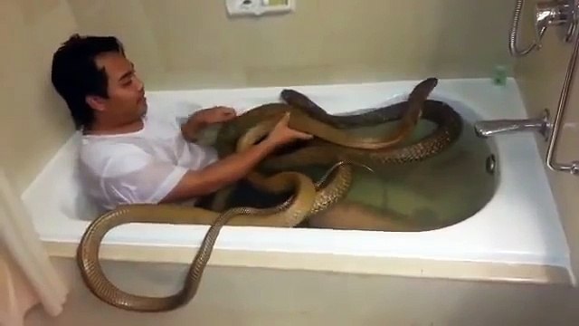 Fa il bagno on i cobra e quando prova a baciarne uno accade questo...