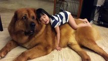 Gentle Giant Mastiff Plays With Baby