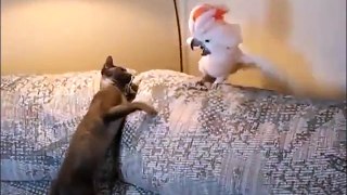 Funny video Funny Animal Funny Cat and Parrot