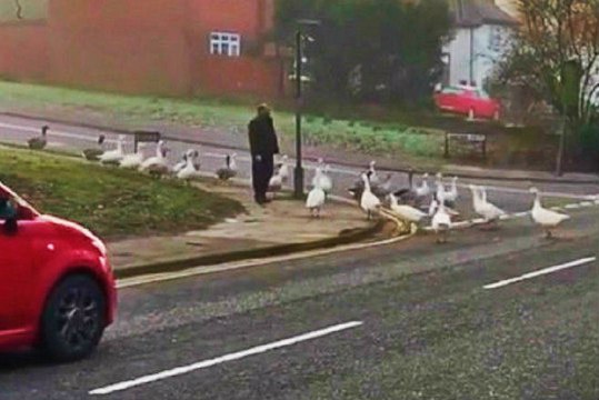 Here's What Happened When The Man Who Feeds The Ducks Every Day Was Late