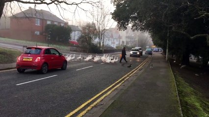 Quand un homme qui nourrit les oies est en retard le matin...