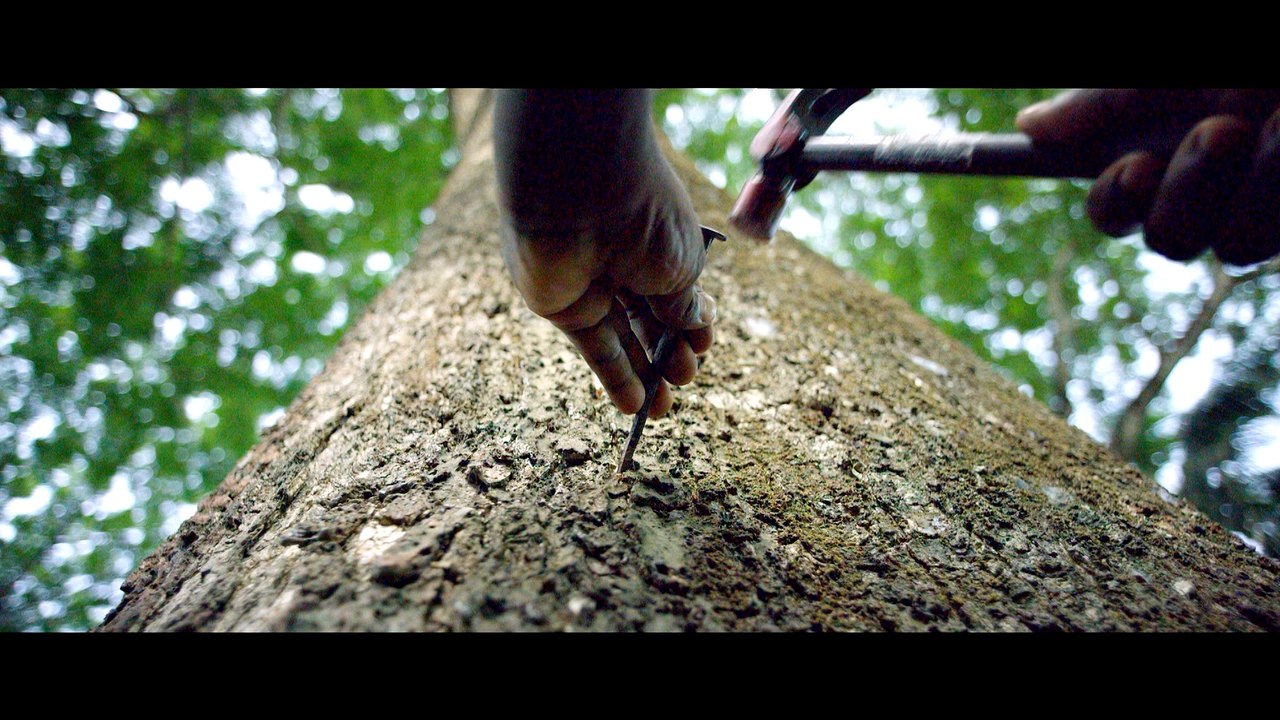 SAVE TREES