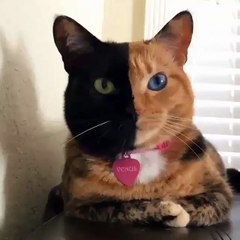 Ce chat est magnifique !