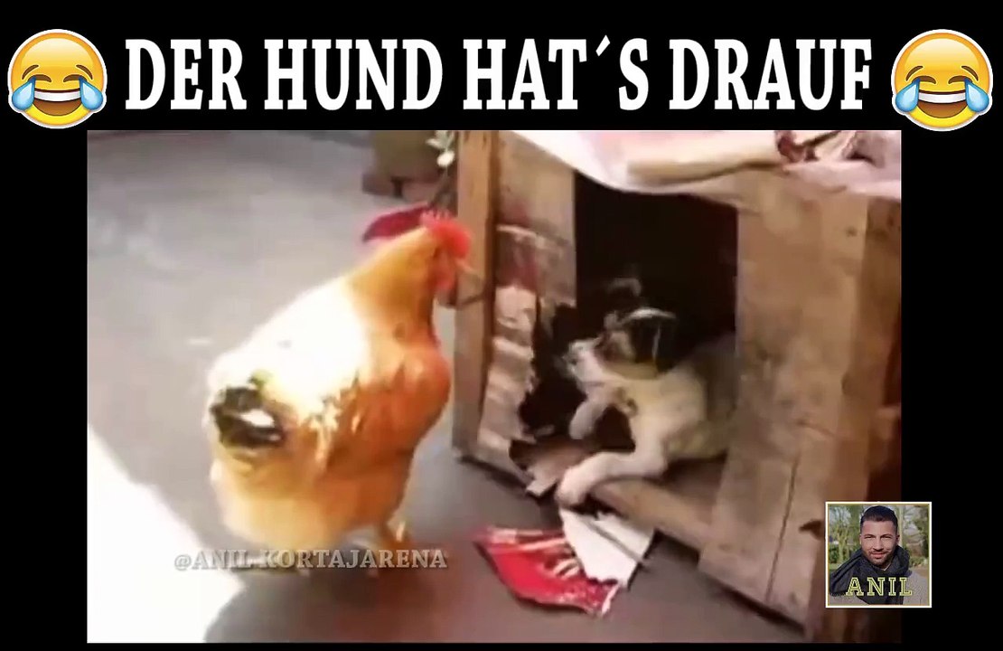 Udarili Psa Hormoni Pa Koga Ce Prvog Nego Kokosku...Ha,ha,ha...