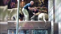 Male Lion Attacks Zookeeper